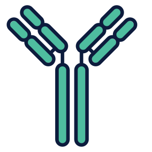 mAbs entineered proteins
