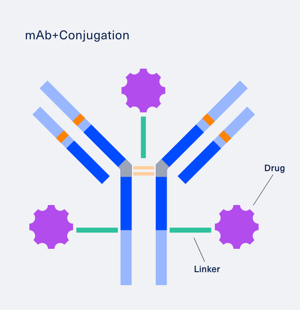 a visual diagram of an antibody drug conjugate (ADC) demonstrating how a monoclonal antibody (mAb) + Conjugation equals an ADC
